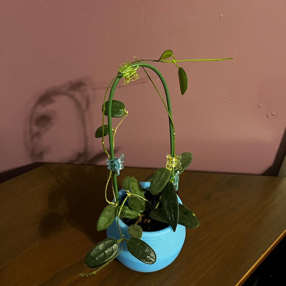 Hoya Yuennanensis Cutting